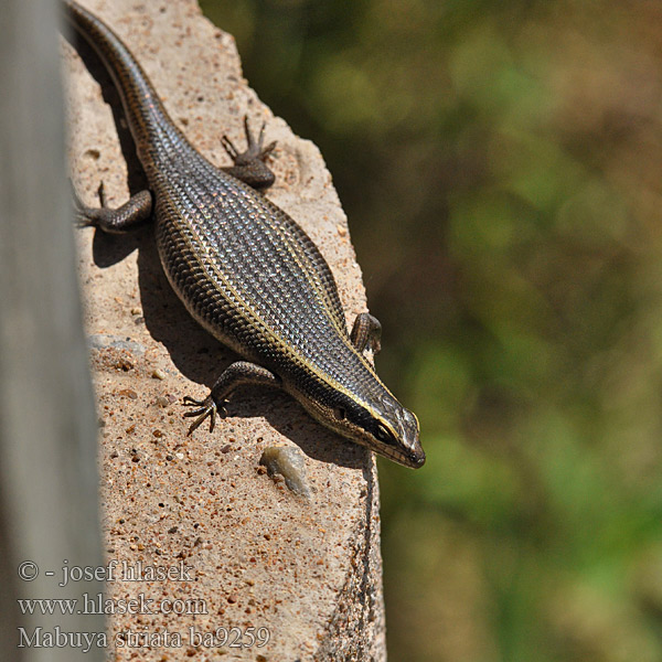 Mabuya striata Trachylepsis African Striped Skink Common