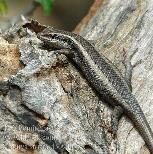 Mabuja páskovaná Streifenskink Gestreepte skink