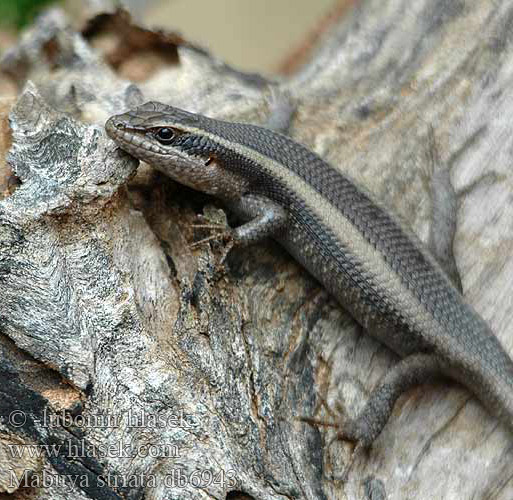 Escinco africano rayado Mabuya striata Trachylepsis