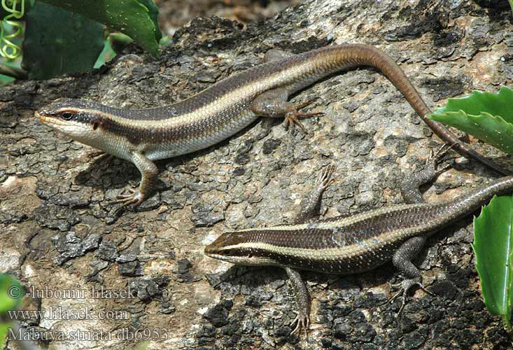 African Striped Skink Common Mabuja páskovaná Streifenskink