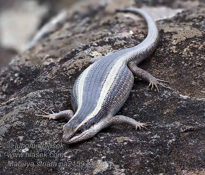 African Striped Skink Common Mabuya striata