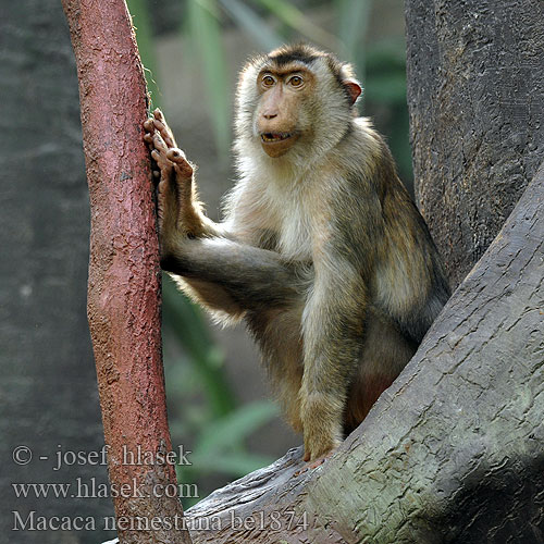 Macaca nemestrina Southern Pig-tailed Macaque Südlicher Schweinsaffe Makak vepří Porkovosta makako Macaque queue cochon 남부돼지꼬리마카크 Emsemakákó Makak Lapunder Svinmakak ลิงกัง MS: Beruk 豚尾獼猴 Svinehalemakak Lampongaap Laponderaap Macaco nemestrino ブタオザル Macacul porc Макак лапундер Makak sviňochvostý Macaco Cola Cerdo Güney domuz kuyruklu şebeği