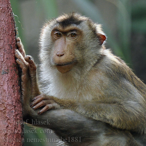 Südlicher Schweinsaffe Makak vepří Porkovosta makako Macaque queue cochon 남부돼지꼬리마카크 Emsemakákó Makak Lapunder Svinmakak ลิงกัง MS: Beruk 豚尾獼猴 Svinehalemakak Lampongaap Laponderaap Macaco nemestrino ブタオザル Macacul porc Макак лапундер Makak sviňochvostý Macaco Cola Cerdo Güney domuz kuyruklu şebeği Macaca nemestrina Southern Pig-tailed Macaque