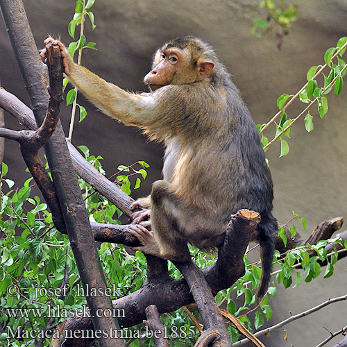 Macaca nemestrina be1885