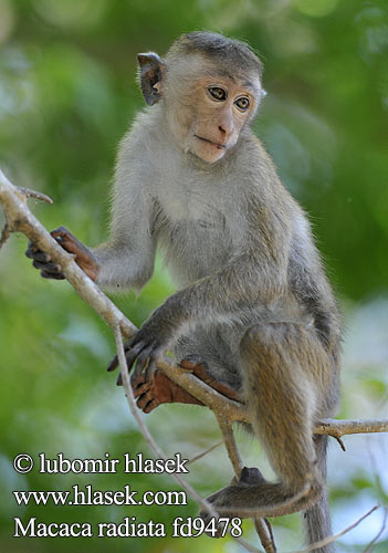 Macaca radiata fd9478