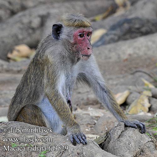 Bonnet Macaque Makak kápový Indischer Hutaffe Macaque bonnet