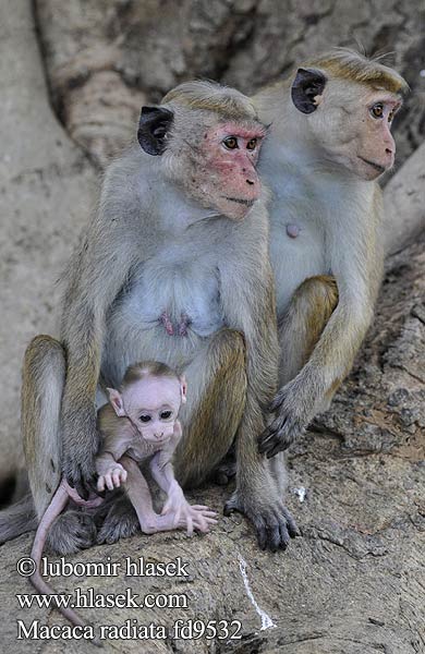 Makak kápový Indischer Hutaffe Macaque bonnet