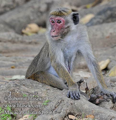 Indischer Hutaffe Macaque bonnet 보닛마카크