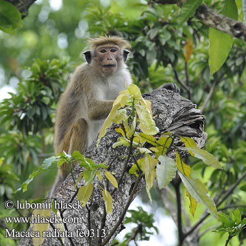 Macaca radiata fe0313