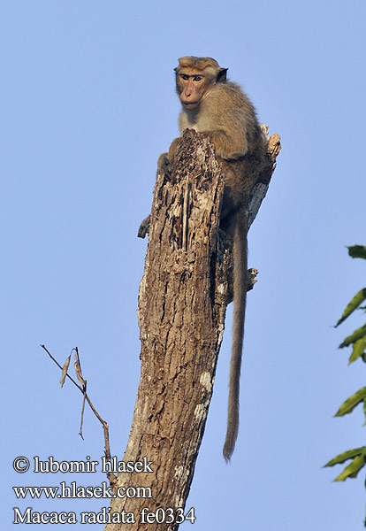 Macaca radiata fe0334