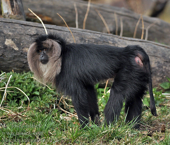 Macaca silenus Lion-tailed macaque Makak lví