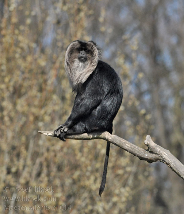 獅尾猴 Partamakaki Macaco Cola León Aslan kuyruklu şebek