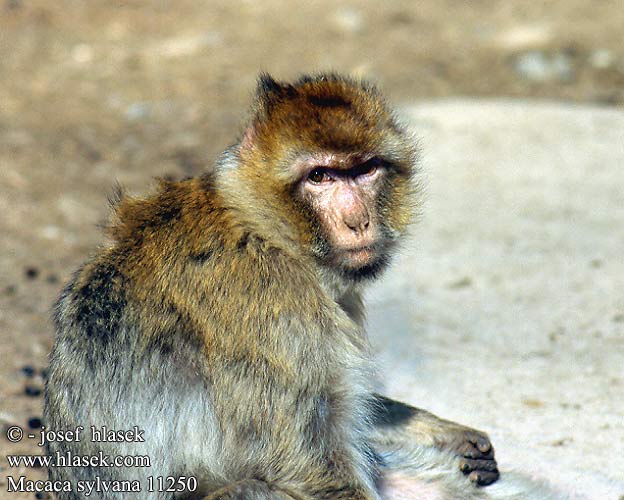 Macaca sylvanus sylvana Barbary macaques Macaque Ape Berberaffe Stummelschwanzaffe Magot Makak magot bezocasý Macaco المكاك البربري מקוק ברברי Магот Berberabe Magoto Berberia makakoa Macaque berbère 바바리마카크 მაგოტი Magotas Berbermakákó Berberaap バーバリーマカク Magot Berberape Macaco Gibraltar Магот Magotti Berberapa Berberi şebeği Бербер Mårticot Djibraltar 巴巴利獼猴