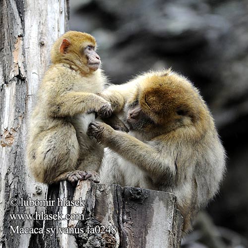 Berberaffe Stummelschwanzaffe Magot Makak magot bezocasý Macaco المكاك البربري מקוק ברברי Магот Berberabe Magoto Berberia makakoa Macaque berbère 바바리마카크 მაგოტი Magotas Berbermakákó Berberaap バーバリーマカク Magot Berberape Macaco Gibraltar Магот Magotti Berberapa Berberi şebeği Бербер Mårticot Djibraltar 巴巴利獼猴 Macaca sylvanus sylvana Barbary macaques Macaque Ape