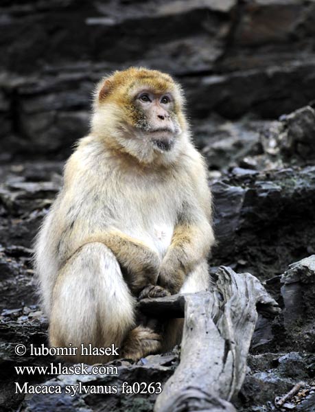 المكاك البربري מקוק ברברי Магот Berberabe Magoto Berberia makakoa Macaque berbère 바바리마카크 მაგოტი Magotas Berbermakákó Berberaap バーバリーマカク Magot Berberape Macaco Gibraltar Магот Magotti Berberapa Berberi şebeği Бербер Mårticot Djibraltar 巴巴利獼猴 Macaca sylvanus sylvana Barbary macaques Macaque Ape Berberaffe Stummelschwanzaffe Magot Makak magot bezocasý Macaco