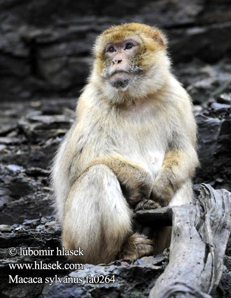 Macaque berbère 바바리마카크 მაგოტი Magotas Berbermakákó Berberaap バーバリーマカク Magot Berberape Macaco Gibraltar Магот Magotti Berberapa Berberi şebeği Бербер Mårticot Djibraltar 巴巴利獼猴 Macaca sylvanus sylvana Barbary macaques Macaque Ape Berberaffe Stummelschwanzaffe Magot Makak magot bezocasý Macaco المكاك البربري מקוק ברברי Магот Berberabe Magoto Berberia makakoa