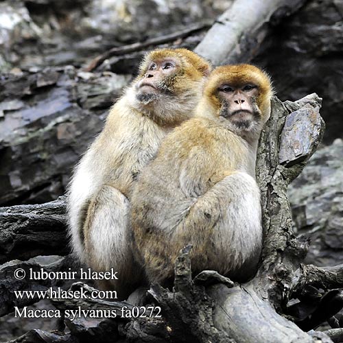 バーバリーマカク Magot Berberape Macaco Gibraltar Магот Magotti Berberapa Berberi şebeği Бербер Mårticot Djibraltar 巴巴利獼猴 Macaca sylvanus sylvana Barbary macaques Macaque Ape Berberaffe Stummelschwanzaffe Magot Makak magot bezocasý Macaco المكاك البربري מקוק ברברי Магот Berberabe Magoto Berberia makakoa Macaque berbère 바바리마카크 მაგოტი Magotas Berbermakákó Berberaap