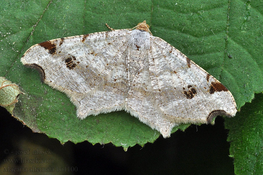 Macaria alternata Sharp-angled Peacock Közönséges szürkearaszoló