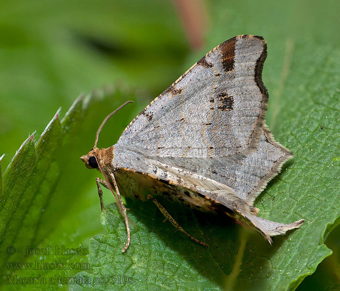 Kropenatec dubový Macaria alternata