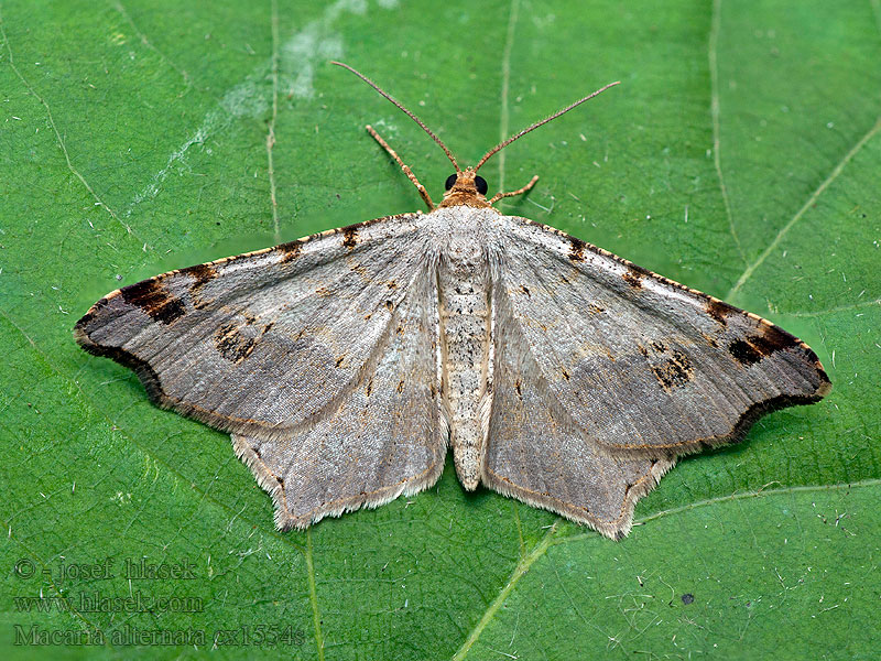 Weiden-Eckflügelspanner Macaria alternata