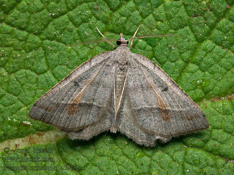 Macaria artesiaria Hellbrauner Auen-Eckflügelspanne Willow Peacock