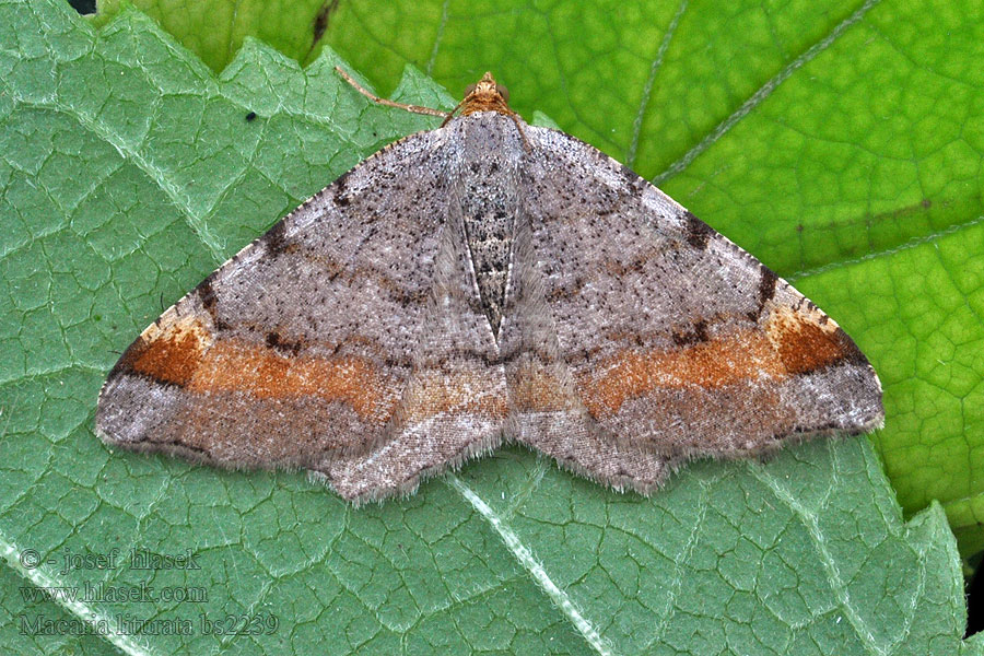 Tawny-barred Angle Listnatka borovicová Philobie effacée