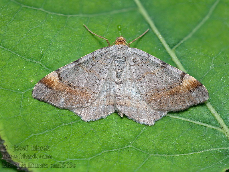 Macaria alternata Chiasma Kropenatec dubový