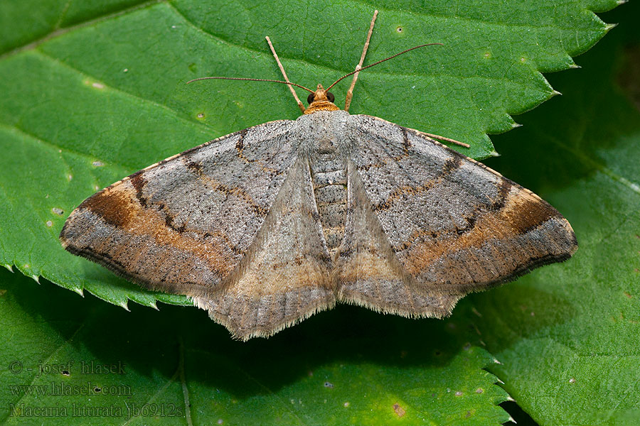 Macaria liturata