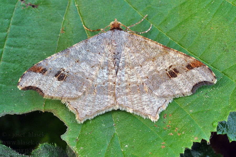 Macaria notata Peacock Moth Birken-Eckflügelspanner