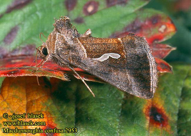 Macdunnoughia confusa Autographa Dewick's Plusia