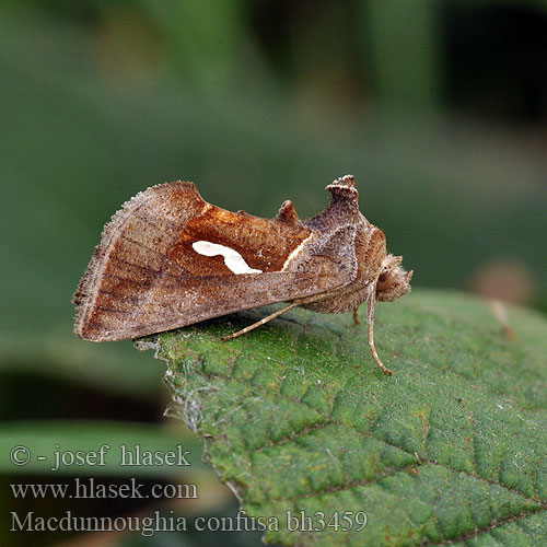 Dropptecknat metallfly Autographa Dewick's Plusia