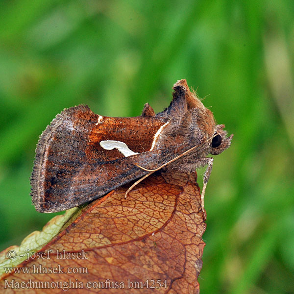 Dewick's Plusia Cseppfoltú aranybagoly Goldenes