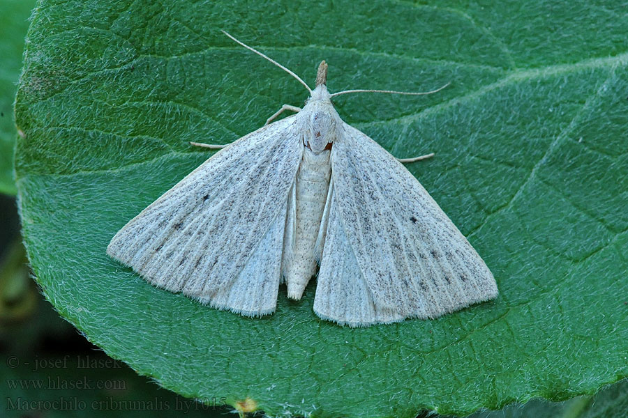 Dotted Fan-foot Pamora ostricová Macrochilo cribrumalis