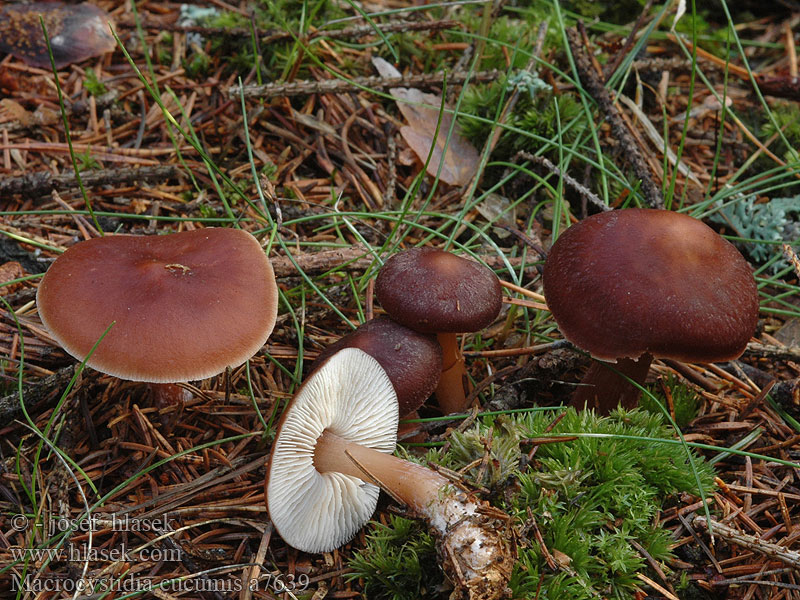 Agurkehat Kystikkä Naucorie odeur concombre mastic Levertraanzwam