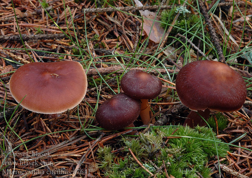 Cucumber Cap Cucumber-scented Toadstool Макроцистидия огуречная