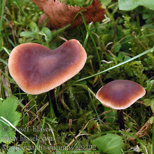 Macrocystidia cucumis Mięsichówka ogórkowonna