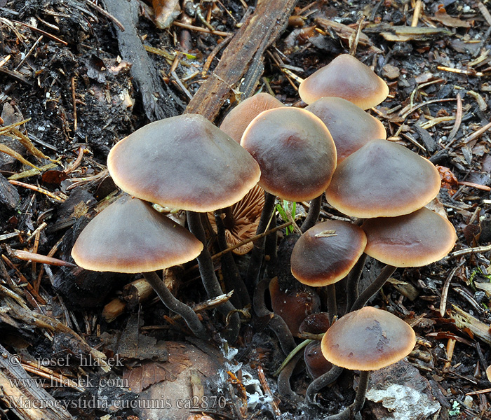 Macrocystidia cucumis Cystidovka rybovonná