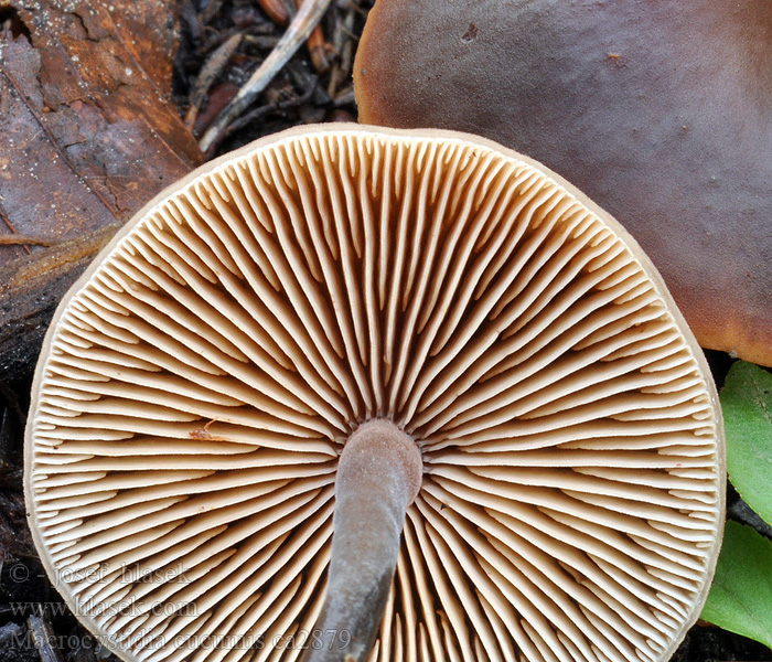 Macrocystidia cucumis Kystikkä Naucorie odeur concombre mastic