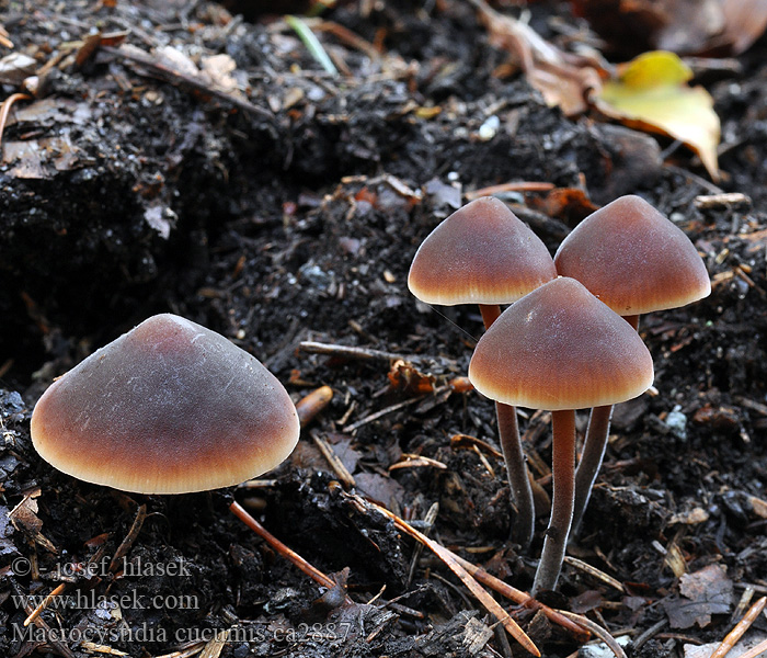 Macrocystidia cucumis Hamvas uborkagomba Gurkenschnitzling