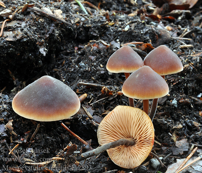 Macrocystidia cucumis Agurkhatt Ogurčena velemešičkarica