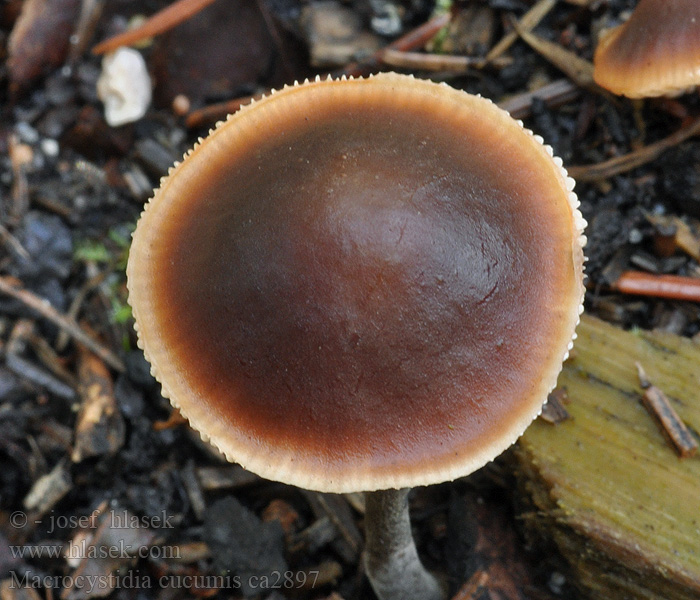 Macrocystidia cucumis Gurkenschnitzling Transkräling