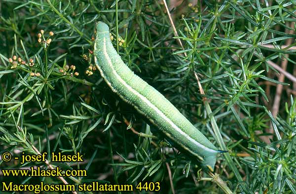 Macroglossum stellatarum Humming-bird Hawk-moth Sphinx colibri
