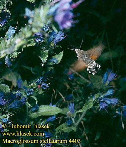 Sphinx colibri Moro Macroglosse Caillelait Taubenschwänzchen