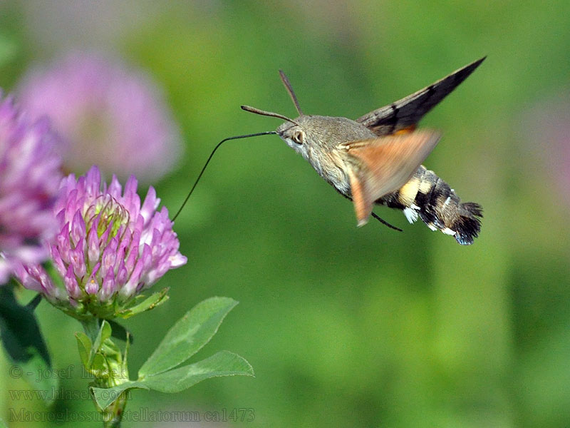 Humming-bird Hawk-moth Macroglossum stellatarum