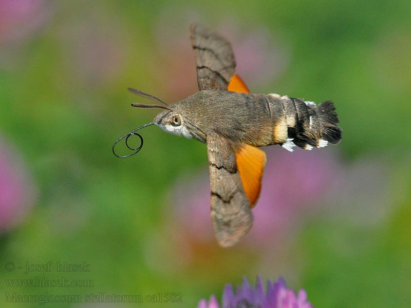 Sphinx colibri Moro Macroglosse Caillelait Macroglossum stellatarum