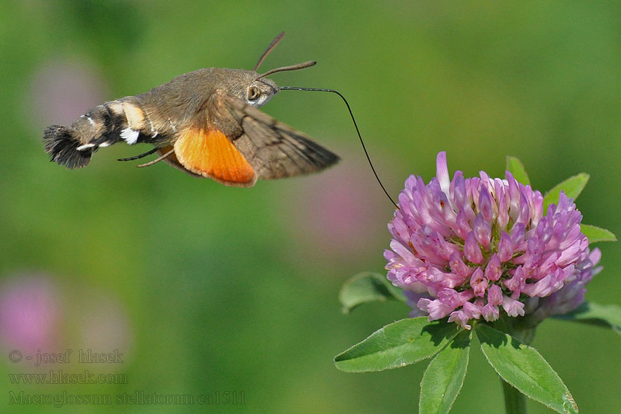 ホウジャク Macroglossum stellatarum