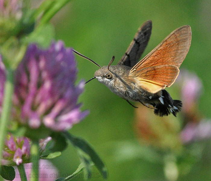 Taubenschwänzchen Macroglossum stellatarum