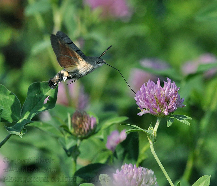 Fruczak gołąbek Macroglossum stellatarum