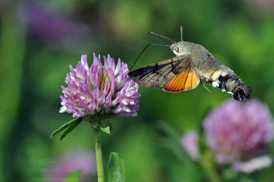 Lišaj marinkový Macroglossum stellatarum