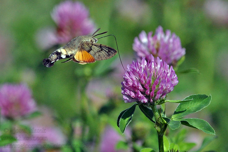 Dlouhozobka svízelová Macroglossum stellatarum